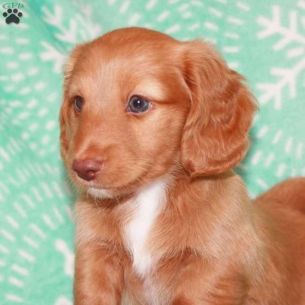 Steve Rogers, Dachshund Puppy